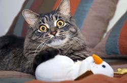 开云体育官网-凌晨三点四十七分的金光，迪巴拉，在雨夜为德甲写下唯一脚本