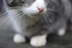 开云体育APP下载-狂飙43分逆转深海！最后7分钟神临，浓眉一人掀翻上海滩