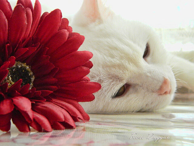 魔笛声碎，利刃出鞘，戈麦斯如何带领乌克兰于绝境中险胜摩洛哥