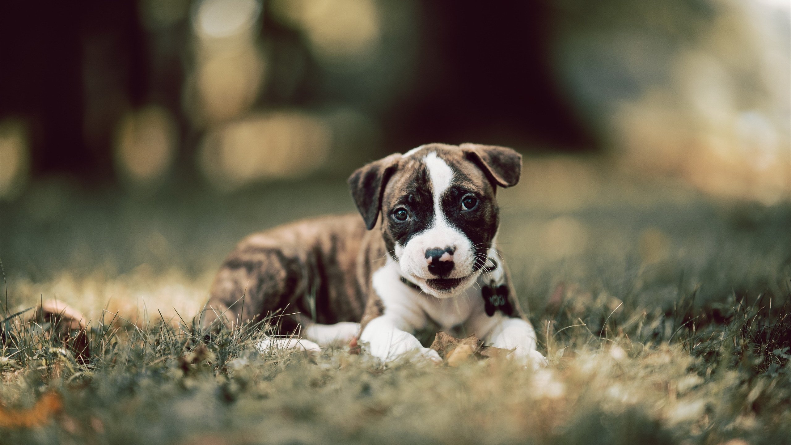 驼铃响彻天山，麦科勒姆引领新疆队穿越胜利之沙