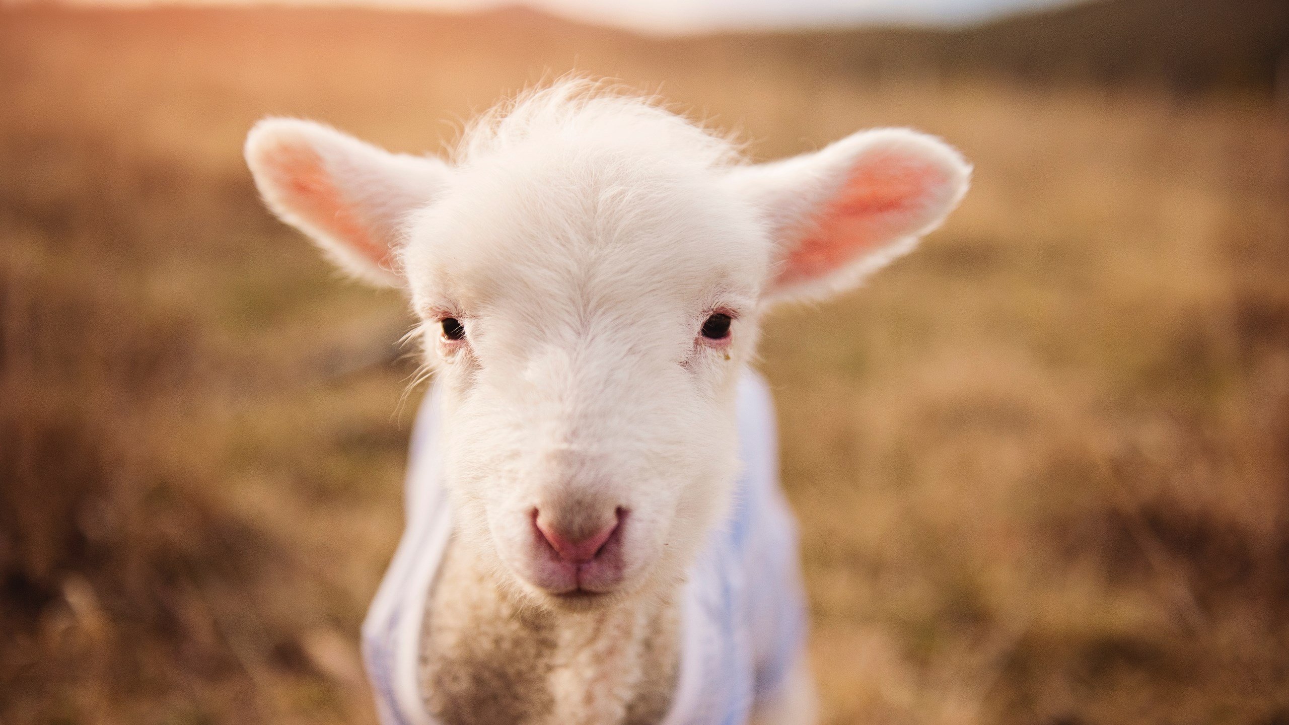 跨界巨星改写历史,当劳塔罗空降英伦,一场友谊赛如何升华为个人统治秀?
