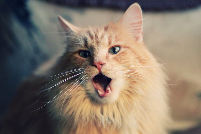 新王当立！哈利伯顿42分神级演出 篮网决胜局力克十冠王广东