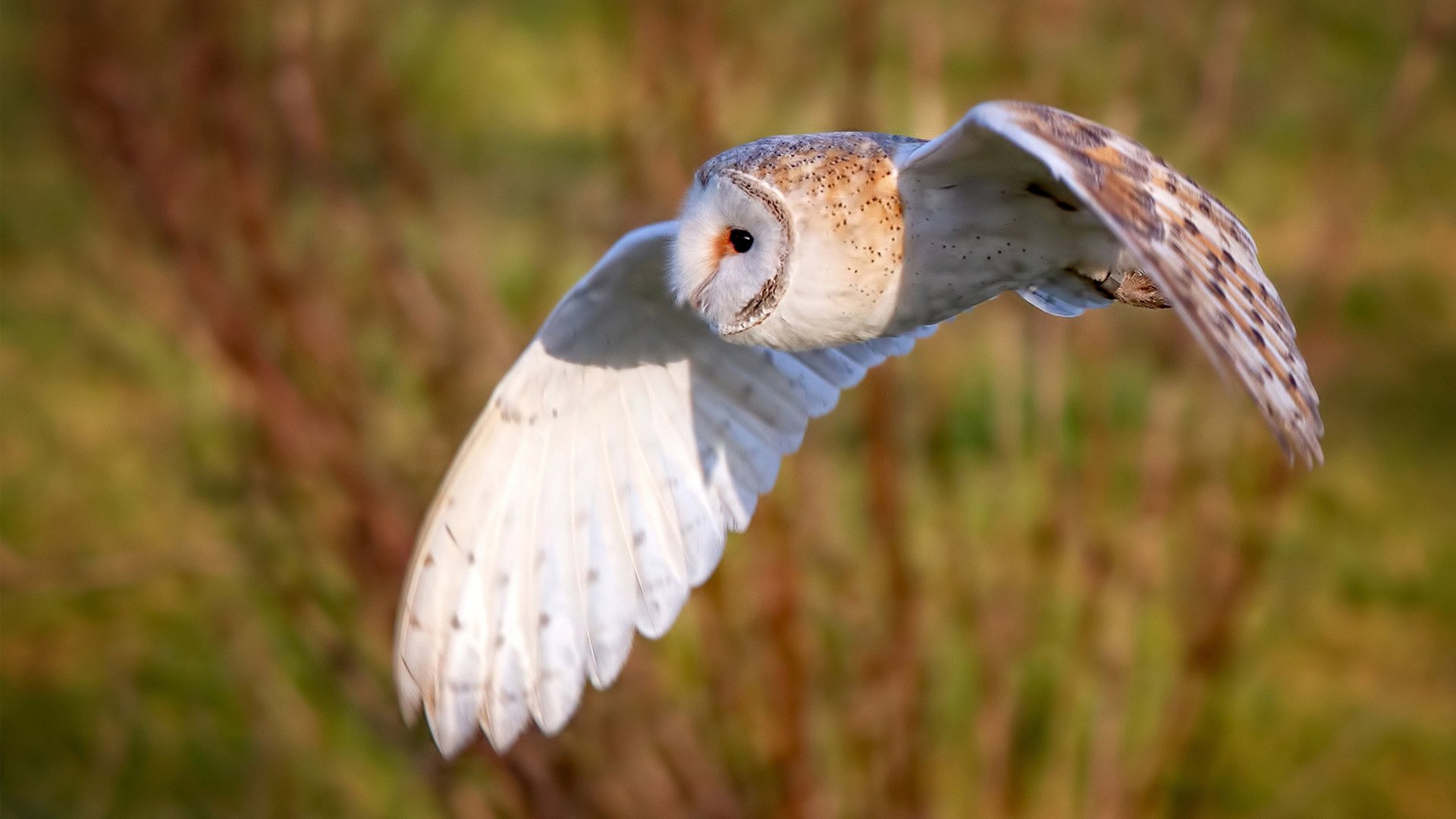 当弗拉霍维奇存在感拉满,遇见澳大利亚的利物浦强压,足球世界的个体光芒与体系对抗