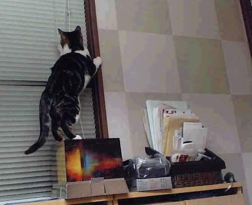 跨洋对决,山西团队篮球掀翻步行者,哈利伯顿空砍40+15