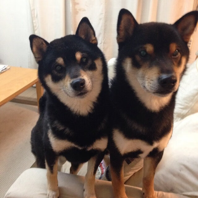 窒息时刻的对决，班凯罗一球定乾坤，黄蜂险胜活塞背后藏着多少故事？