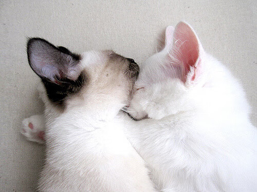 历史，在2026年的一个夜晚—拉梅洛的教科书如何重新定义伟大