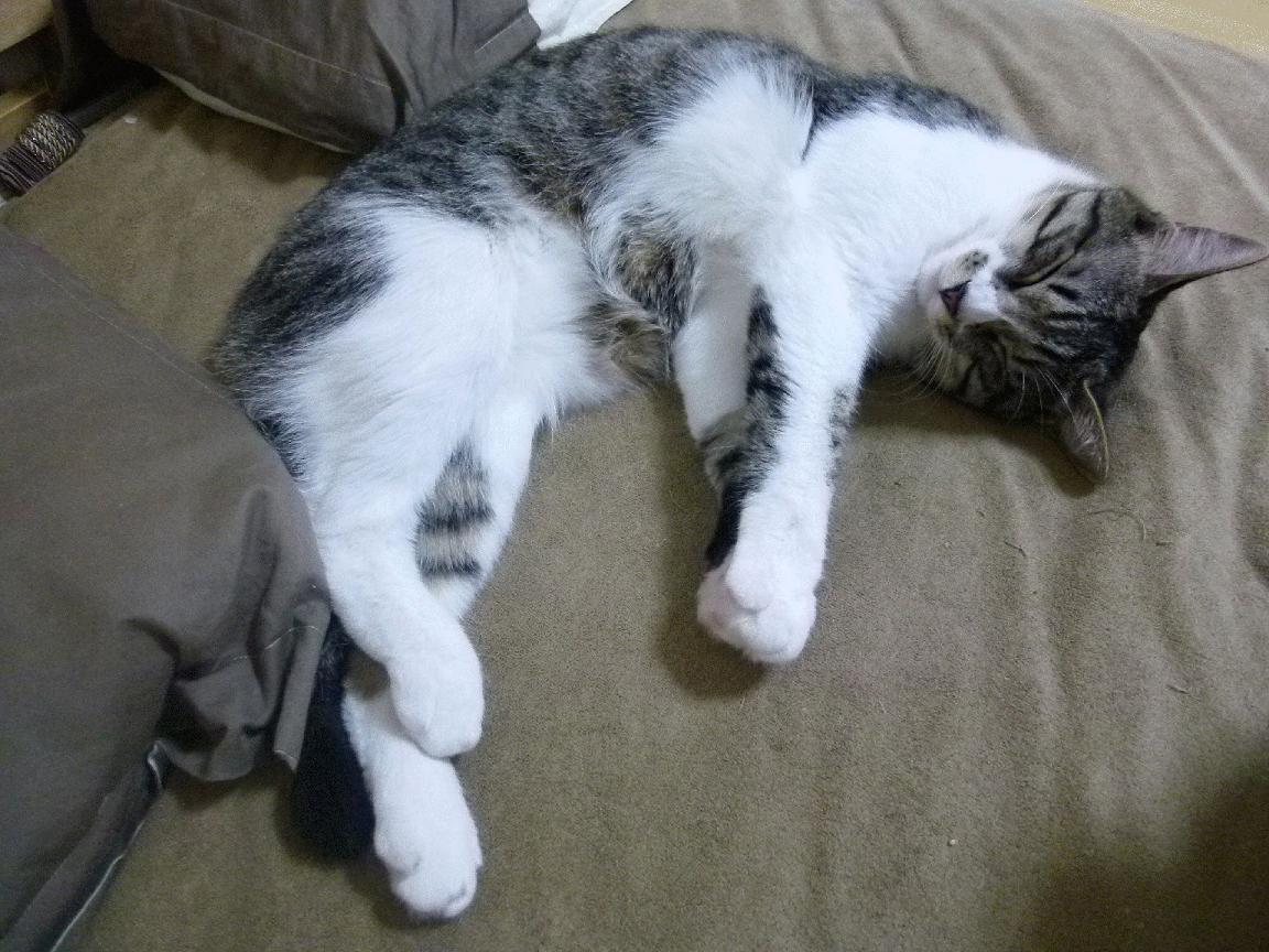 太阳照常升起,当西亚卡姆的巨星光芒照亮深圳队的突围之路