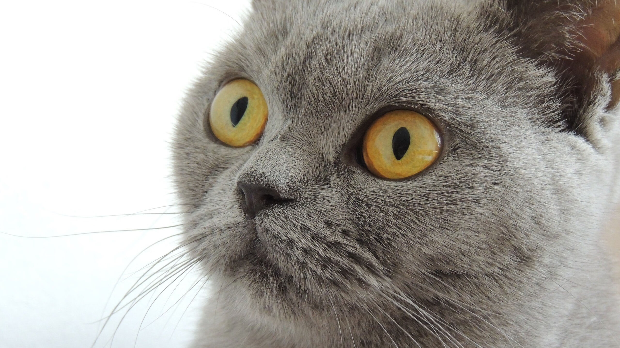 新大陆浪潮,克瓦拉茨赫利亚式爆发与尼日利亚对哥伦比亚的风格收割