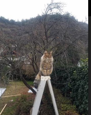 凡人封神之夜,凯塞多如何让无解成为对手的梦魇