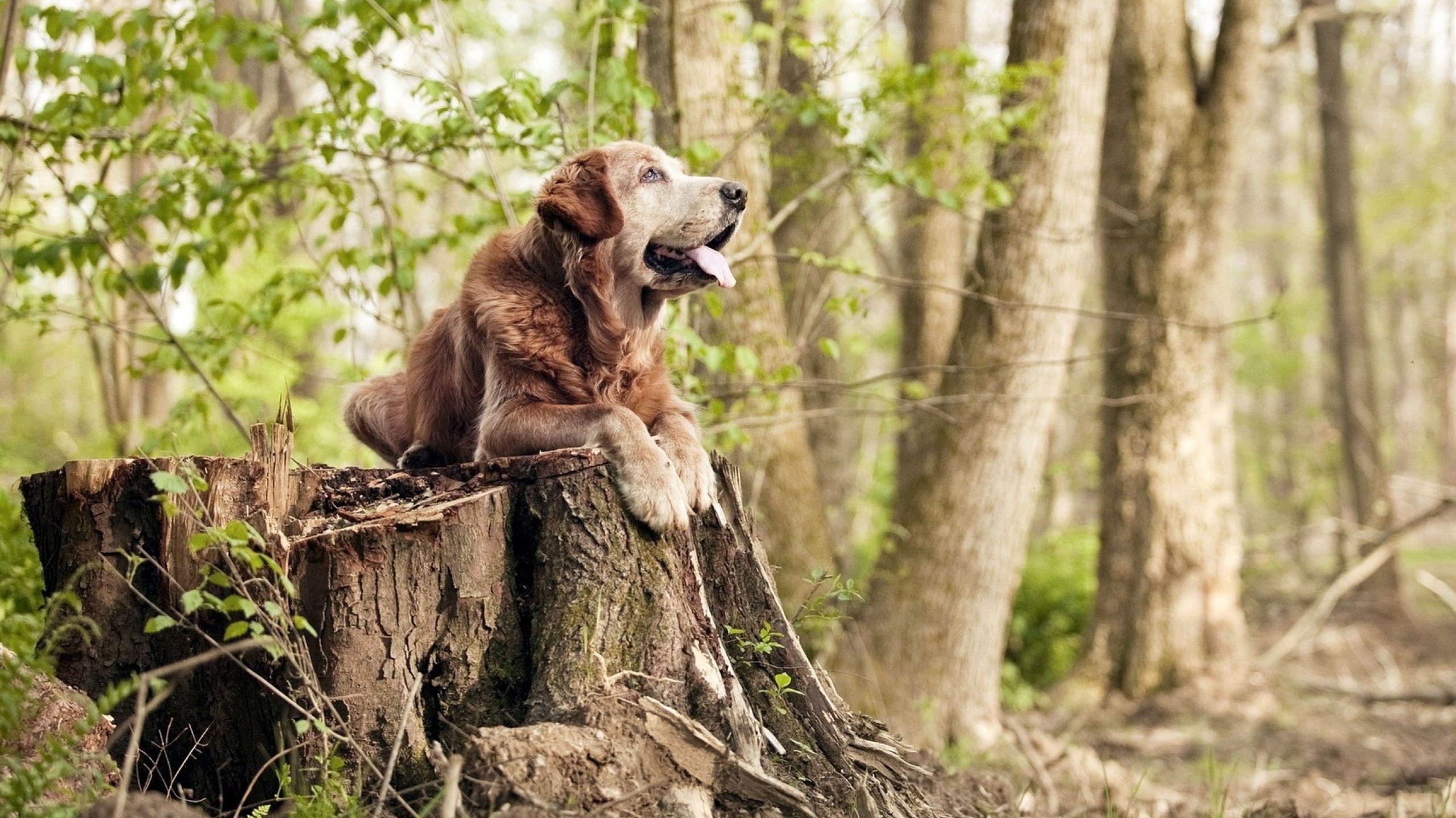 亚平宁引擎轰鸣，那不勒斯在皮斯胡安球场的街道赛胜利